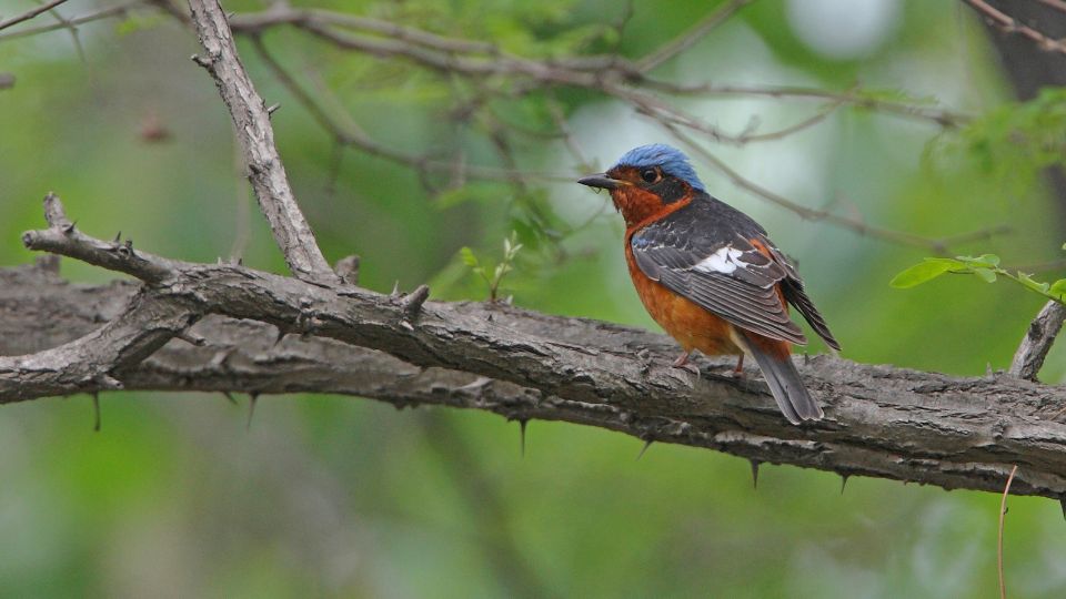 Csillagos kovirigo Monticola gularis 1