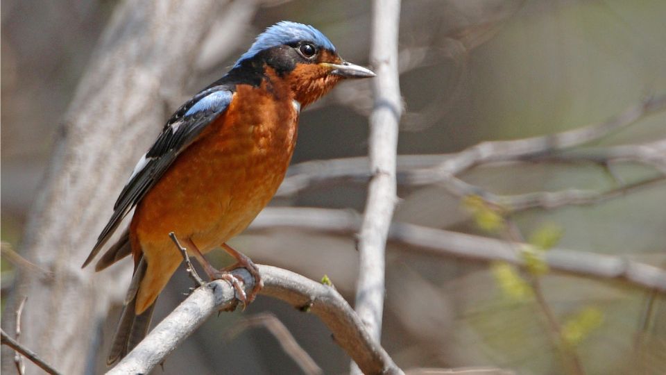 Csillagos kovirigo Monticola gularis 4