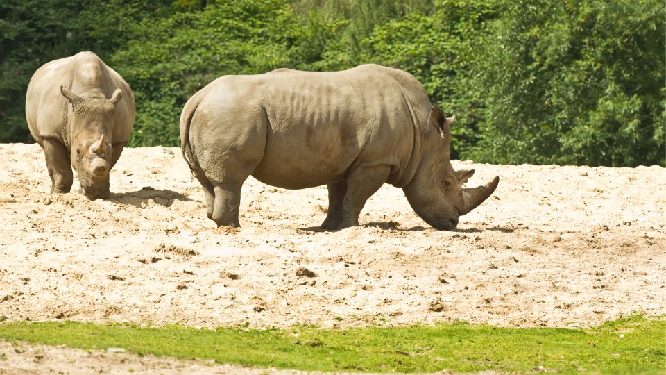 Feher orrszarvu Ceratotherium simum 1 1