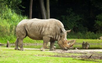 Feher orrszarvu Ceratotherium simum 1