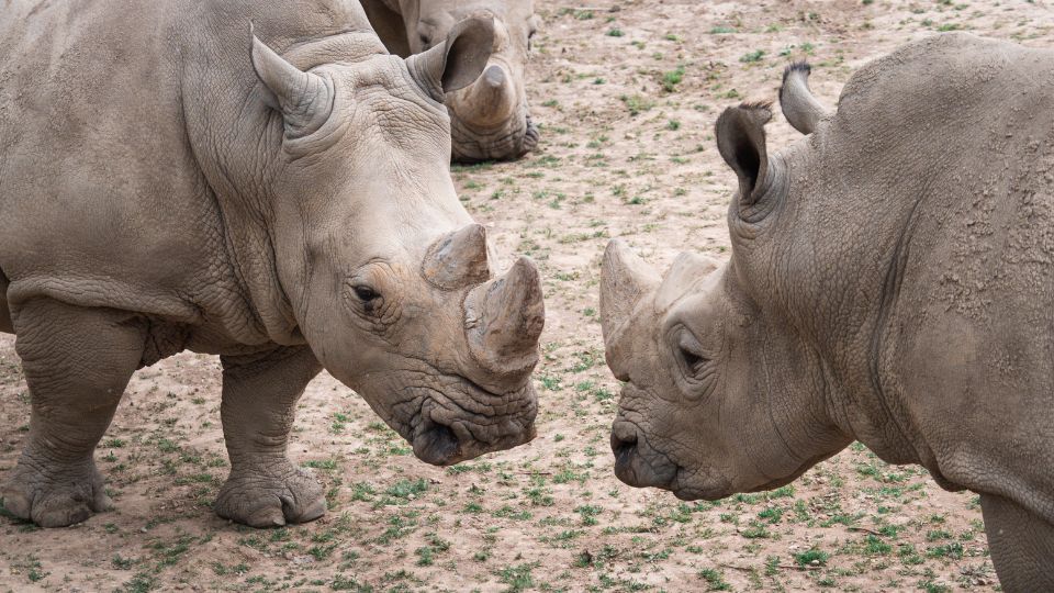 Feher orrszarvu Ceratotherium simum 3