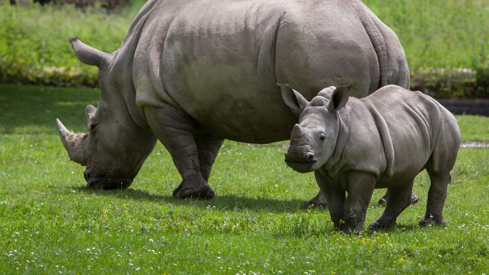 Feher orrszarvu Ceratotherium simum 4
