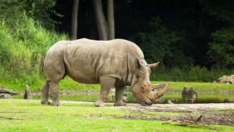 Feher orrszarvu Ceratotherium simum