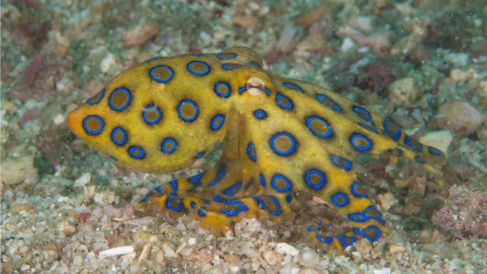 Egy kékgyűrűs polip, élénk sárga színű, kék gyűrűkkel, a tengerfenéken.