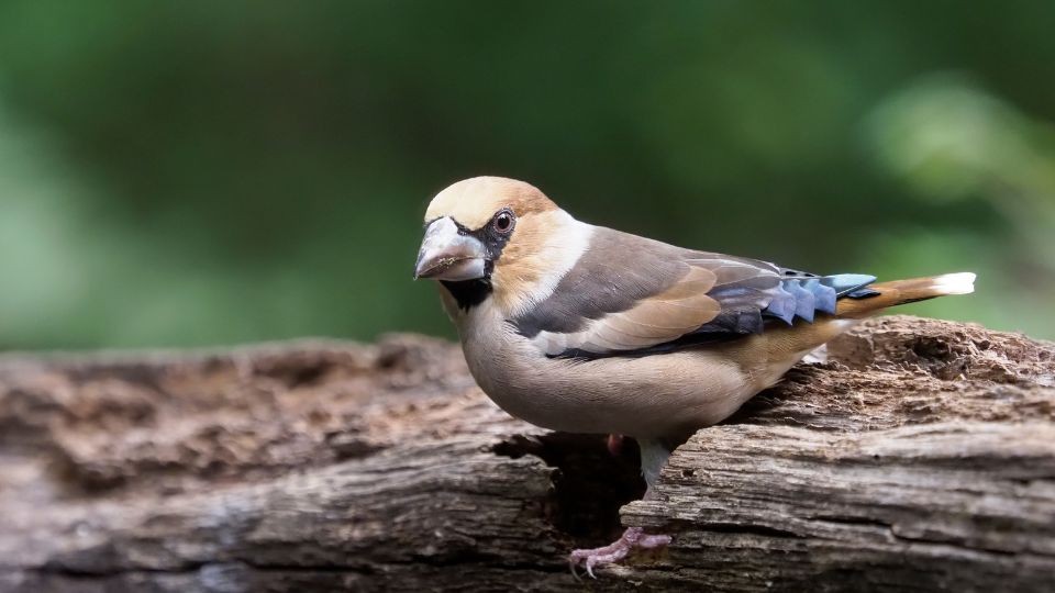 Meggyvago Coccothraustes coccothraustes 4