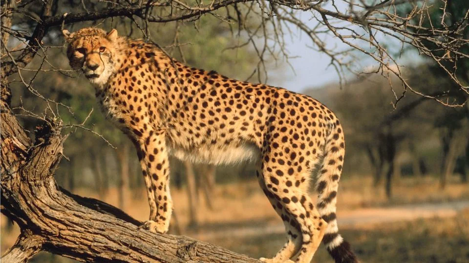 Egy gepárd áll egy faágon, körülötte a természet szépségei.