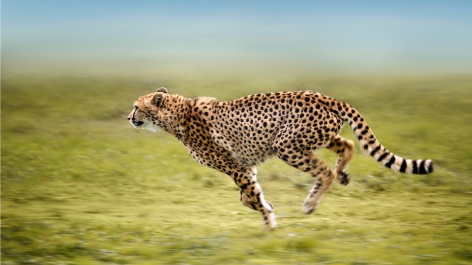 Milyen gyorsan fut egy gepard 2