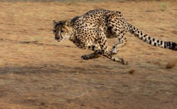 Milyen gyorsan fut egy gepard