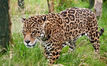 Milyen gyorsan fut egy jaguar 1