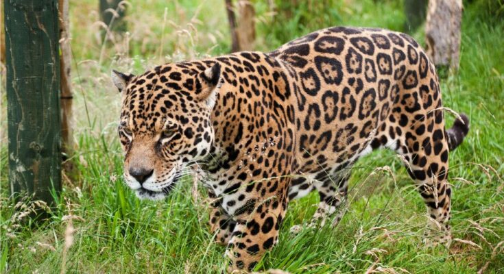 Milyen gyorsan fut egy jaguar 1