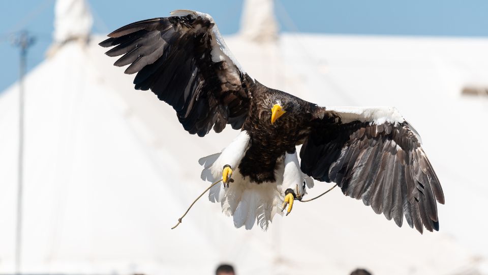 Oriasretisas Haliaeetus pelagicus 1