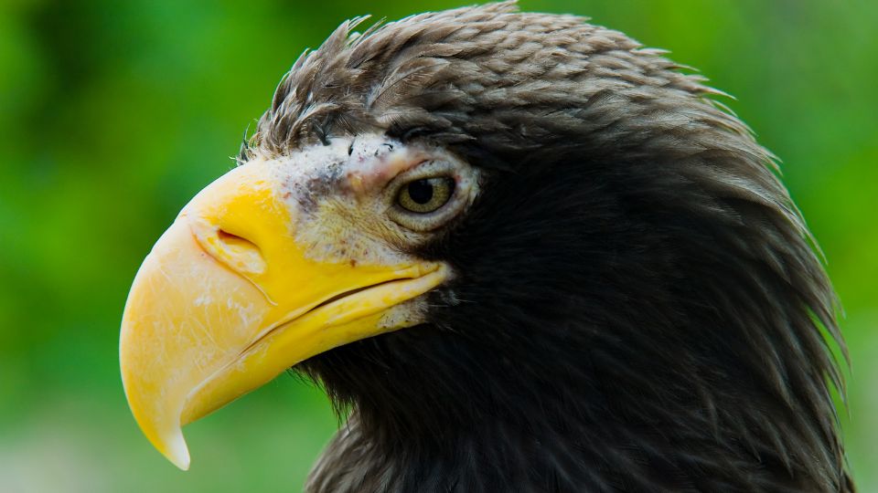 Oriasretisas Haliaeetus pelagicus 2