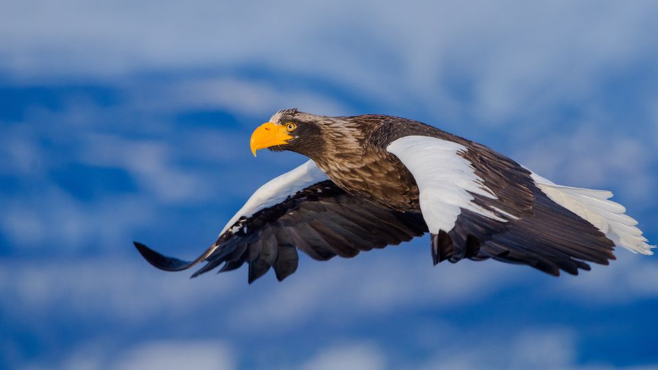 Oriasretisas Haliaeetus pelagicus 3