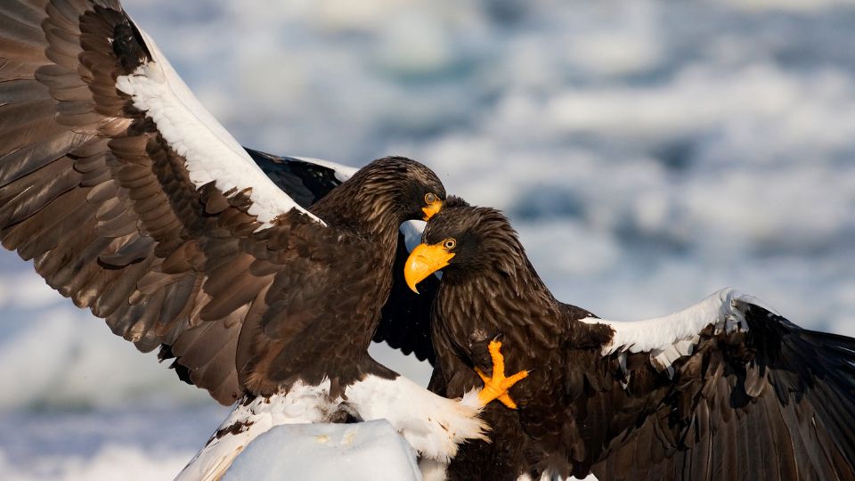 Oriasretisas Haliaeetus pelagicus 4