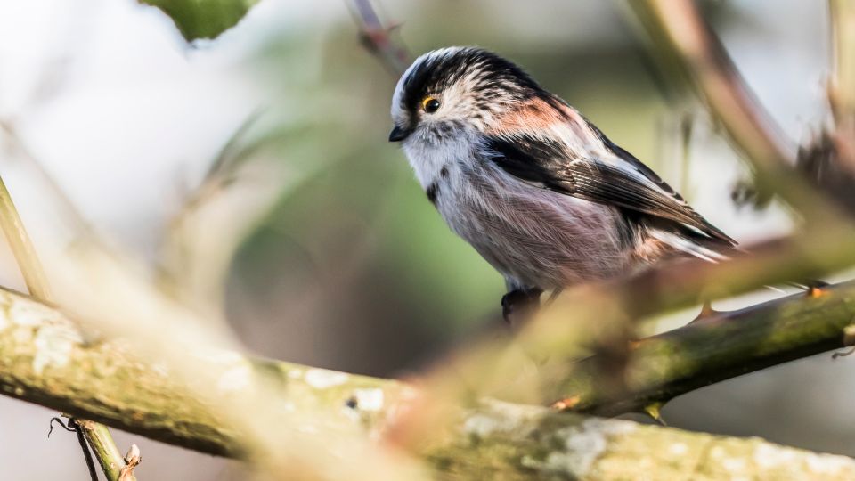 Oszapo Aegithalos caudatus 2