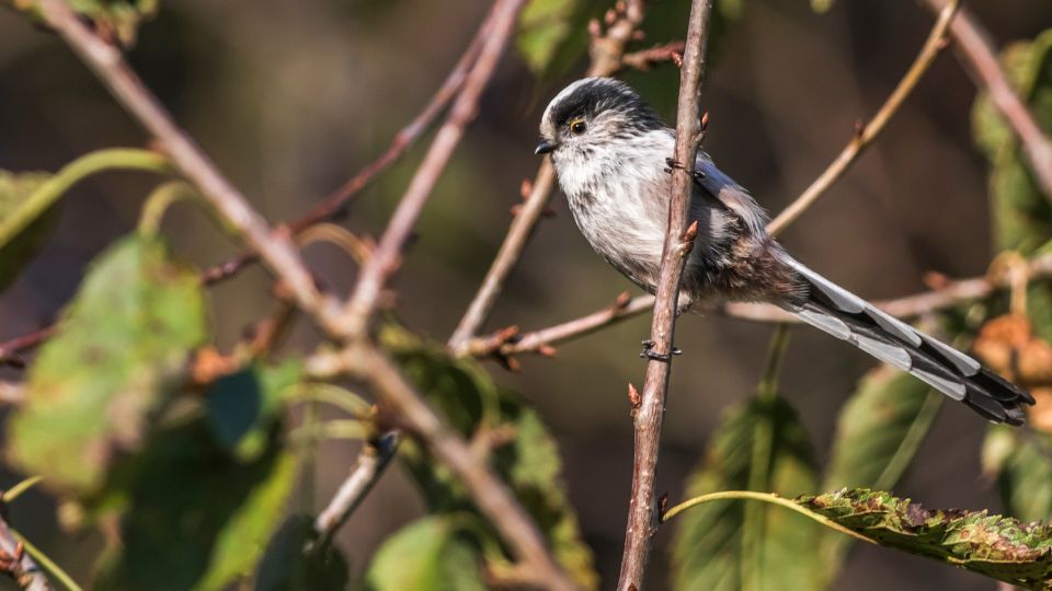 Oszapo Aegithalos caudatus 3