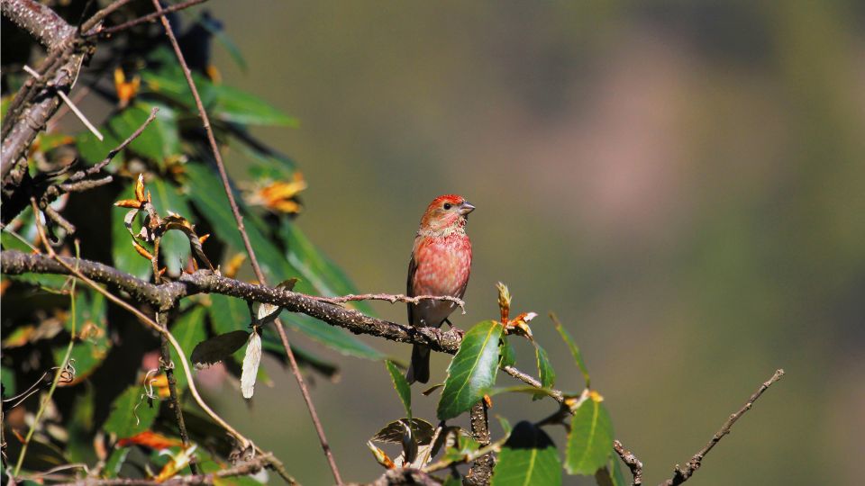 Rozsashasu pirok Carpodacus rodochroa 1