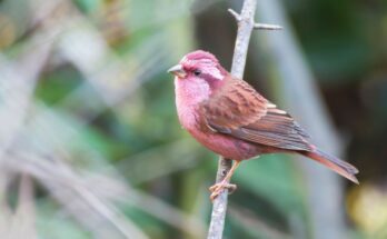 Rozsashasu pirok Carpodacus rodochroa