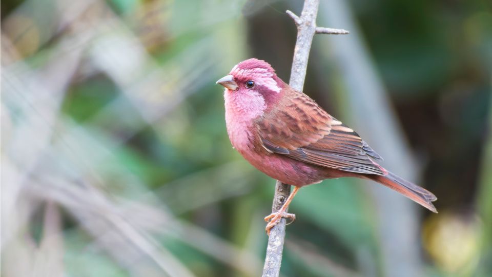 Rozsashasu pirok Carpodacus rodochroa
