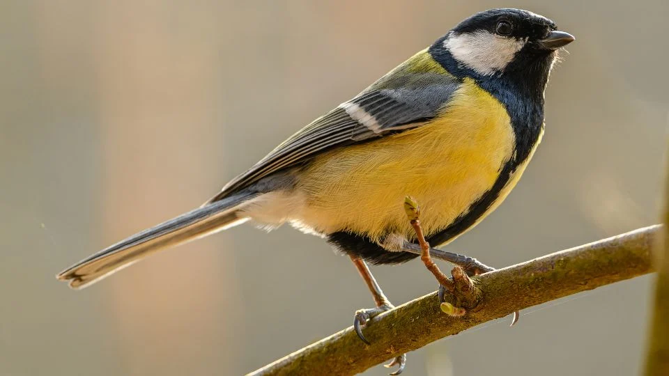 Széncinege (Parus major) egy ágon ülve, élénk színekben pompázik.