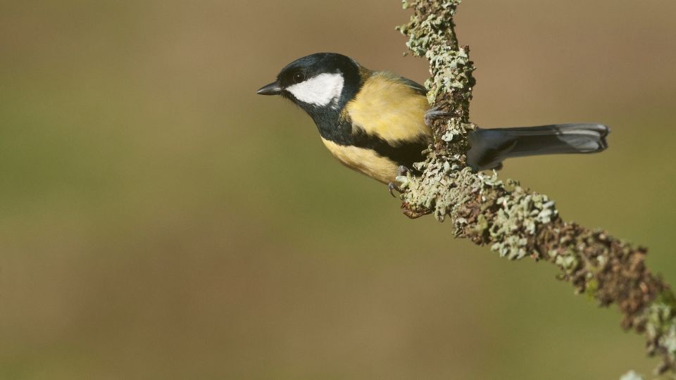 Szencinege Parus major 2