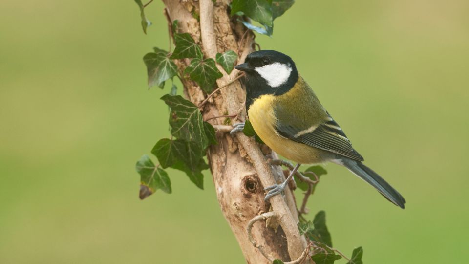 Szencinege Parus major 3