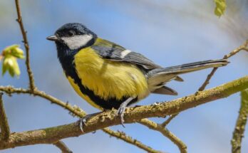 Szencinege Parus major