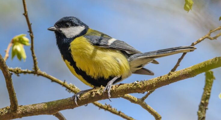 Szencinege Parus major