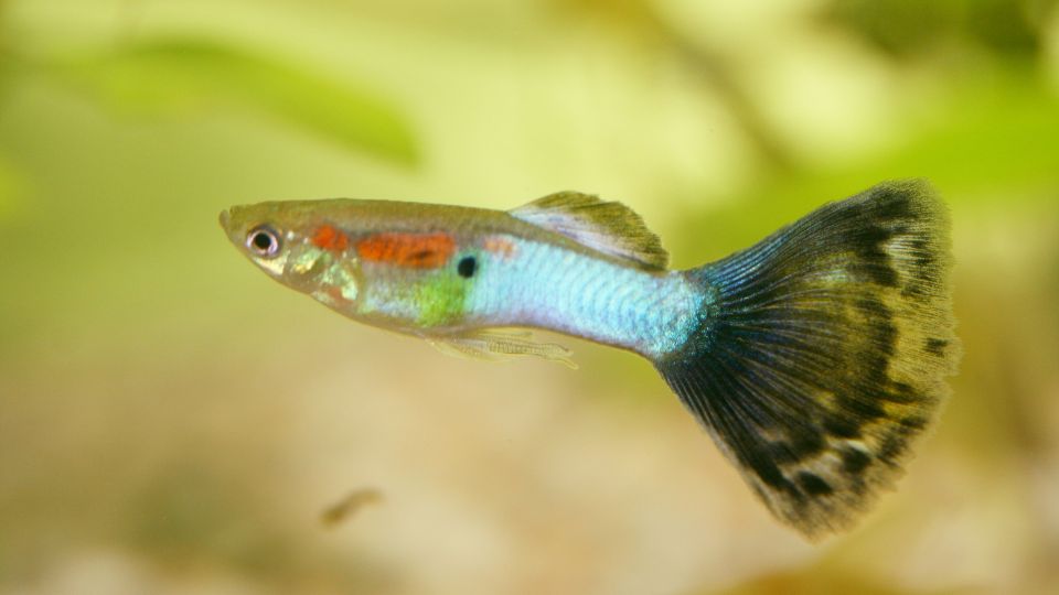 Szivarvanyos guppi Poecilia reticulata 1