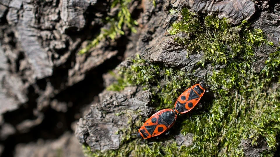 Egy verőköltő bodobács látható zöld mohával borított fán.