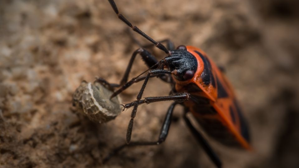 Verokolto bodobacs 3