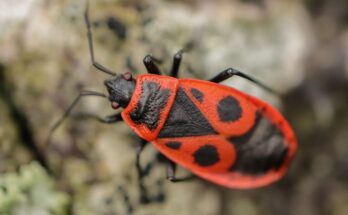 Verokolto bodobacs