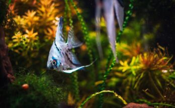 Vitorlashal Pterophyllum scalare