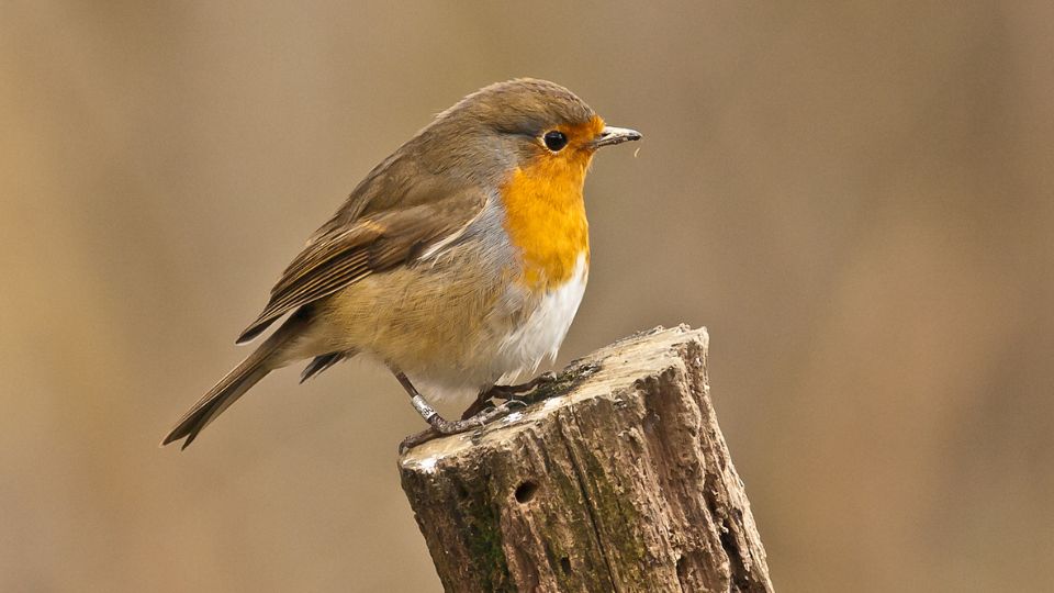 Vorosbegy Erithacus rubecula 1