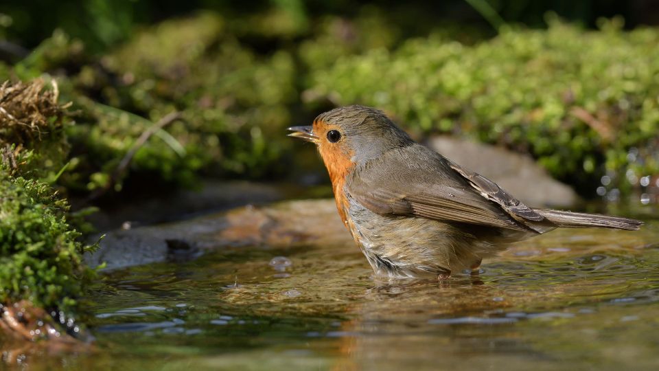 Vorosbegy Erithacus rubecula 2