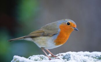 Vorosbegy Erithacus rubecula 3