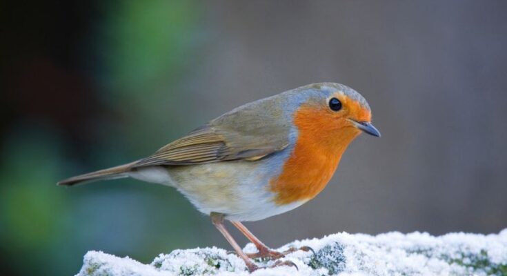Vorosbegy Erithacus rubecula 3