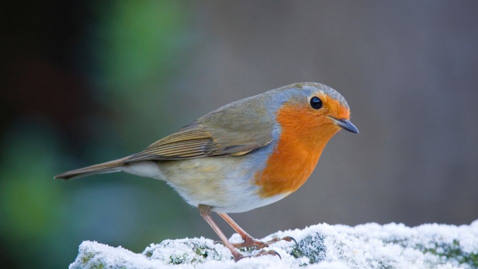 Vorosbegy Erithacus rubecula 3