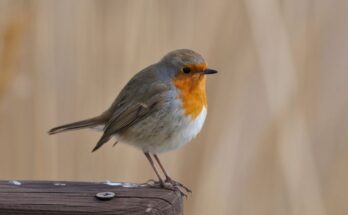 Vorosbegy Erithacus rubecula