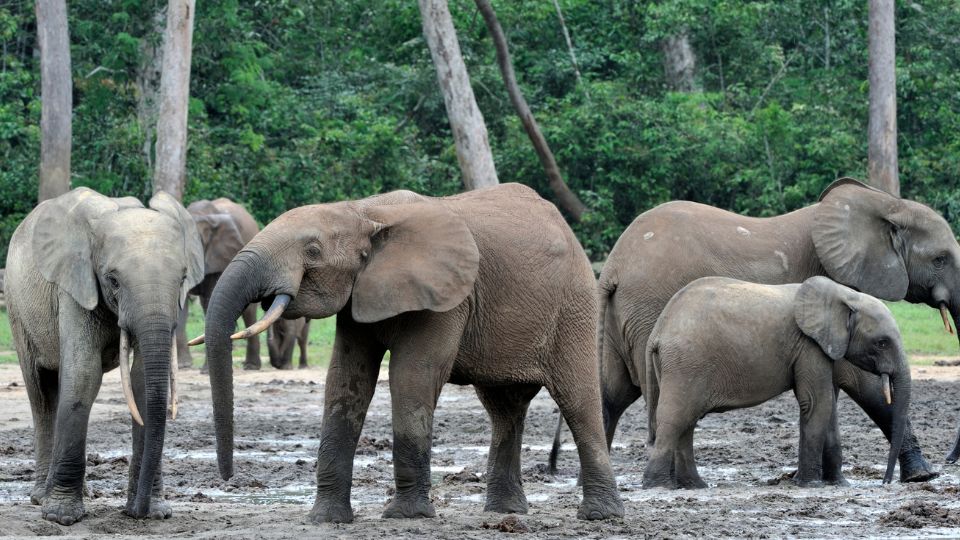 afrikai erdei elefant Loxodonta cyclotis