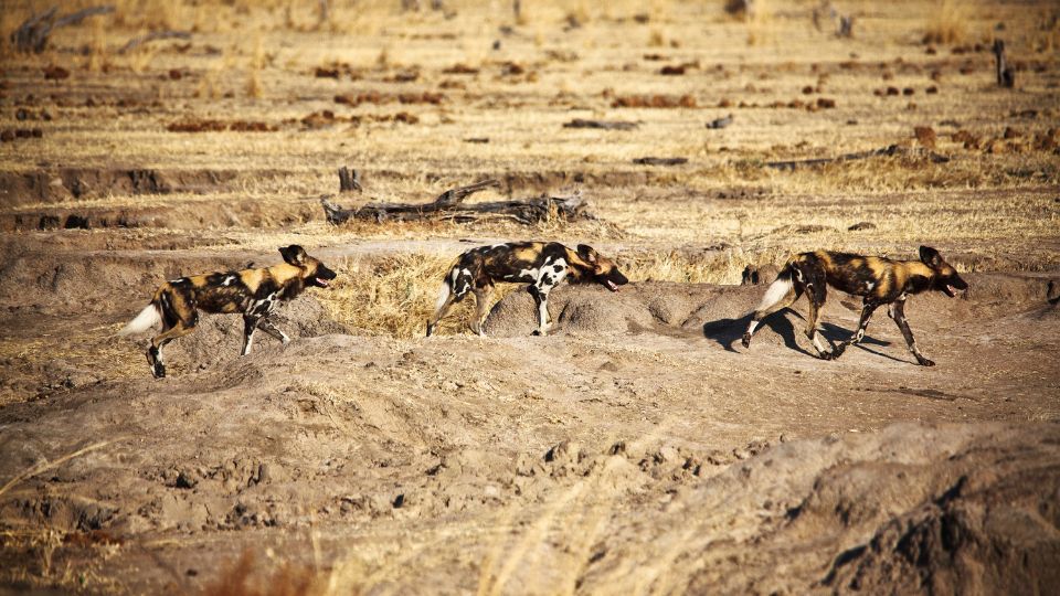 afrikai vadkutya Lycaon pictus