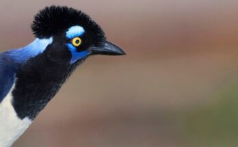amerikai kekvarju Cyanocorax chrysops