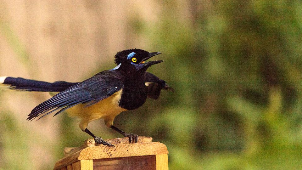 amerikai kekvarju Cyanocorax chrysops 1