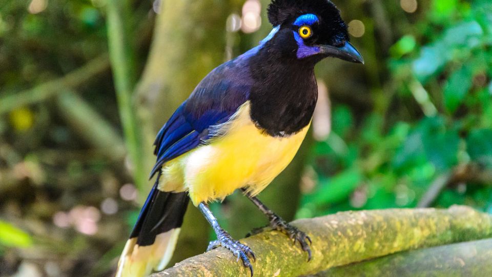 amerikai kekvarju Cyanocorax chrysops 2 1