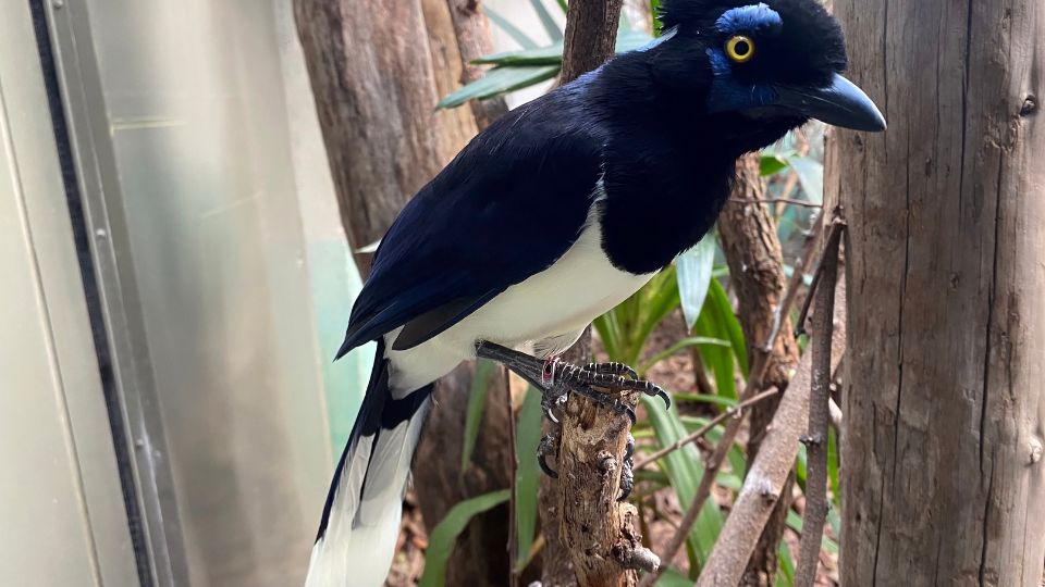 amerikai kekvarju Cyanocorax chrysops 3