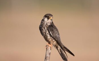 amuri vercse Falco amurensis