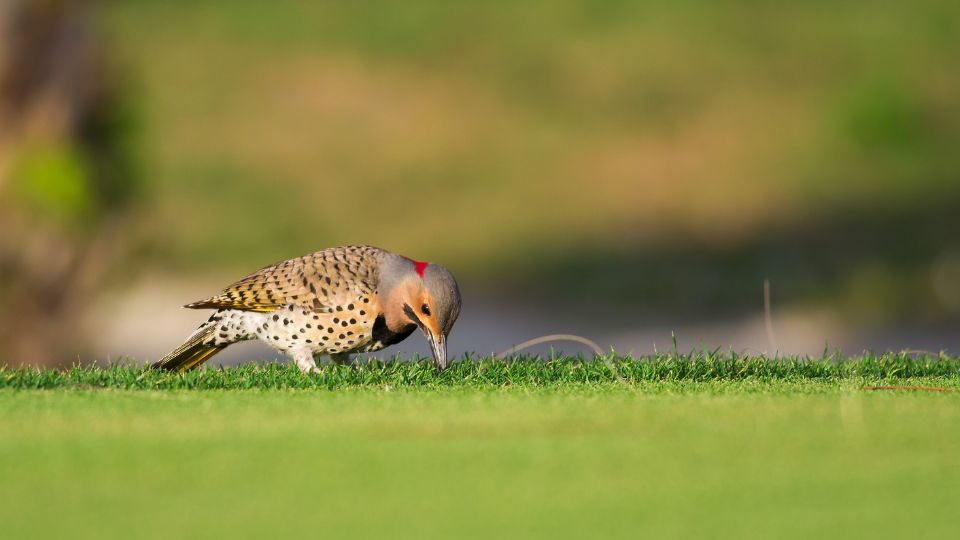 aranykullo vagy eszaki hangyaszkullo Colaptes auratus 1