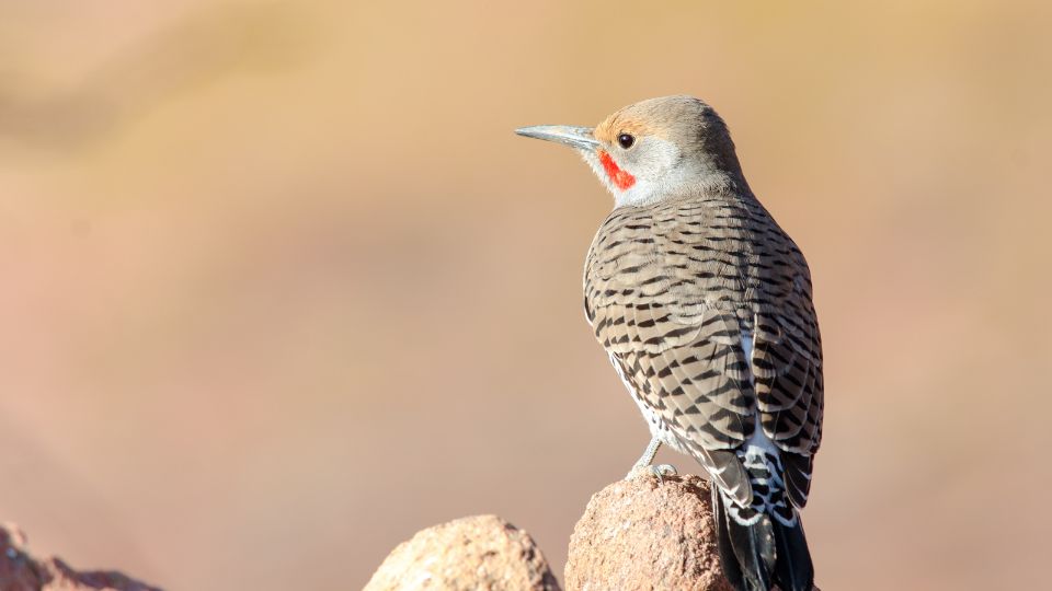 aranykullo vagy eszaki hangyaszkullo Colaptes auratus 2