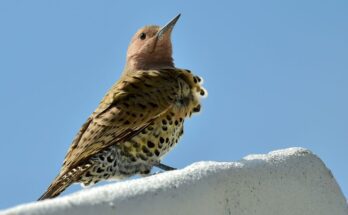 aranykullo vagy eszaki hangyaszkullo Colaptes auratus