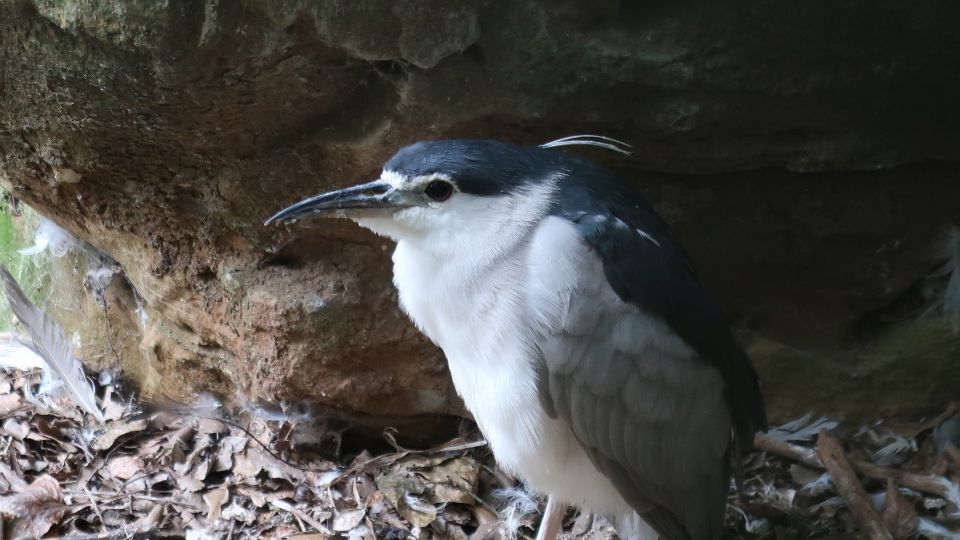 bakcso Nycticorax nycticorax 1
